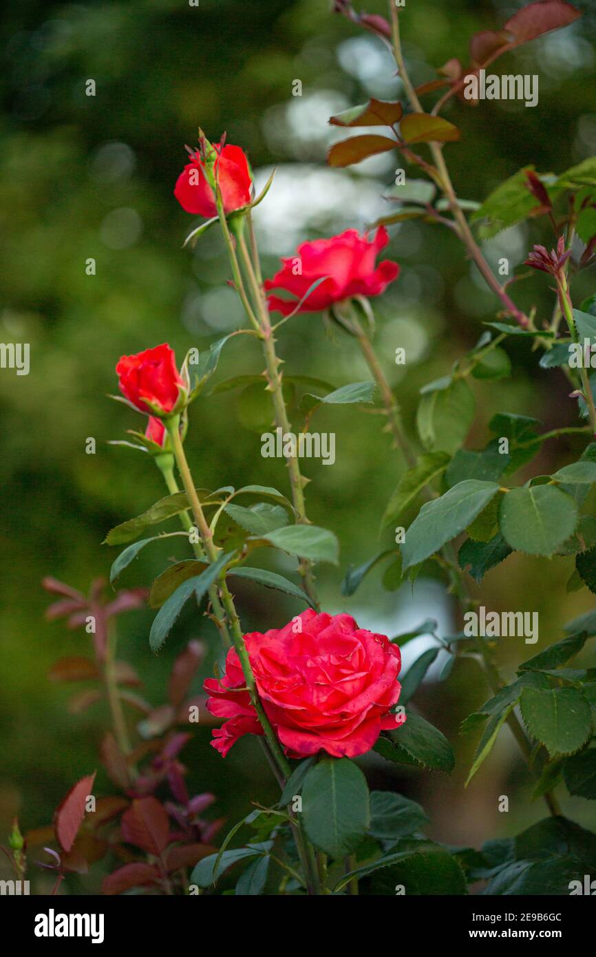 Beautiful roses in the garden, growing different varieties of flowers ...
