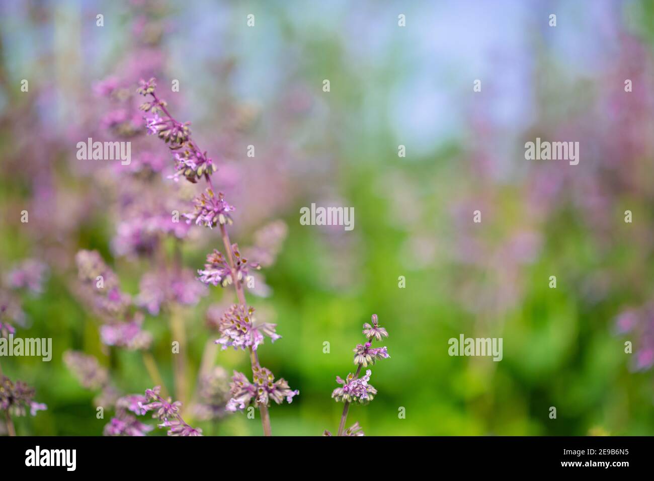 Beautiful wildflowers on a green meadow. Warm summer day. Carduus, Achilea, Salvia, Stachys. Stock Photo