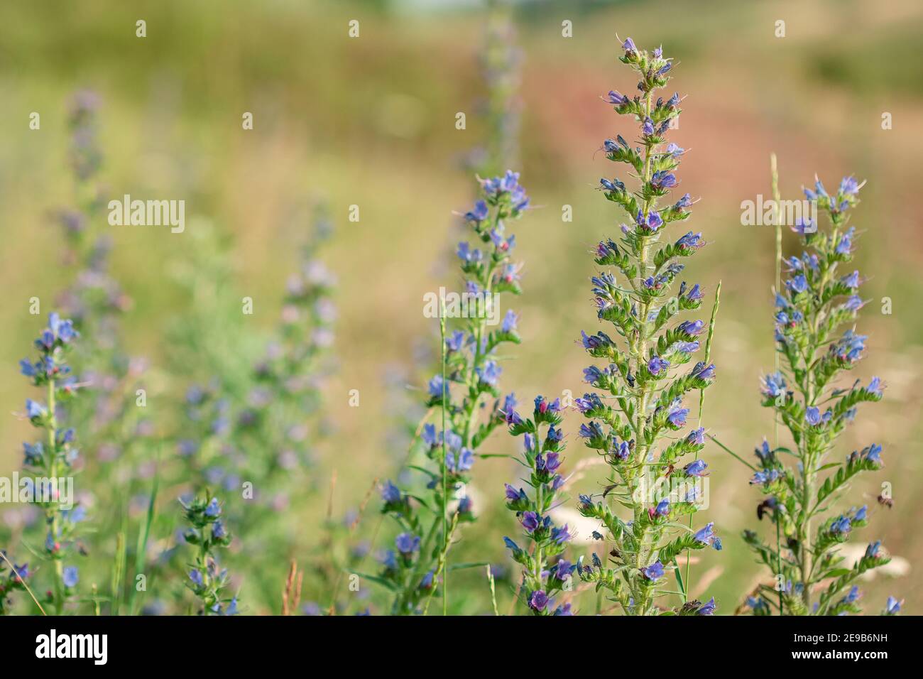 Beautiful wildflowers on a green meadow. Warm summer day. Carduus, Achilea, Salvia, Stachys. Stock Photo