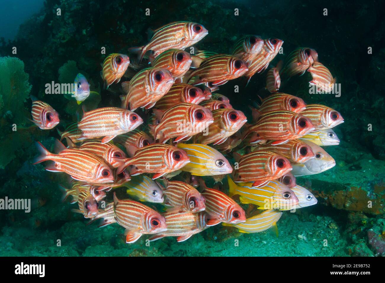 School of Squirrelfish (Sargocentron sp.) on a tropical coral reef. Stock Photo
