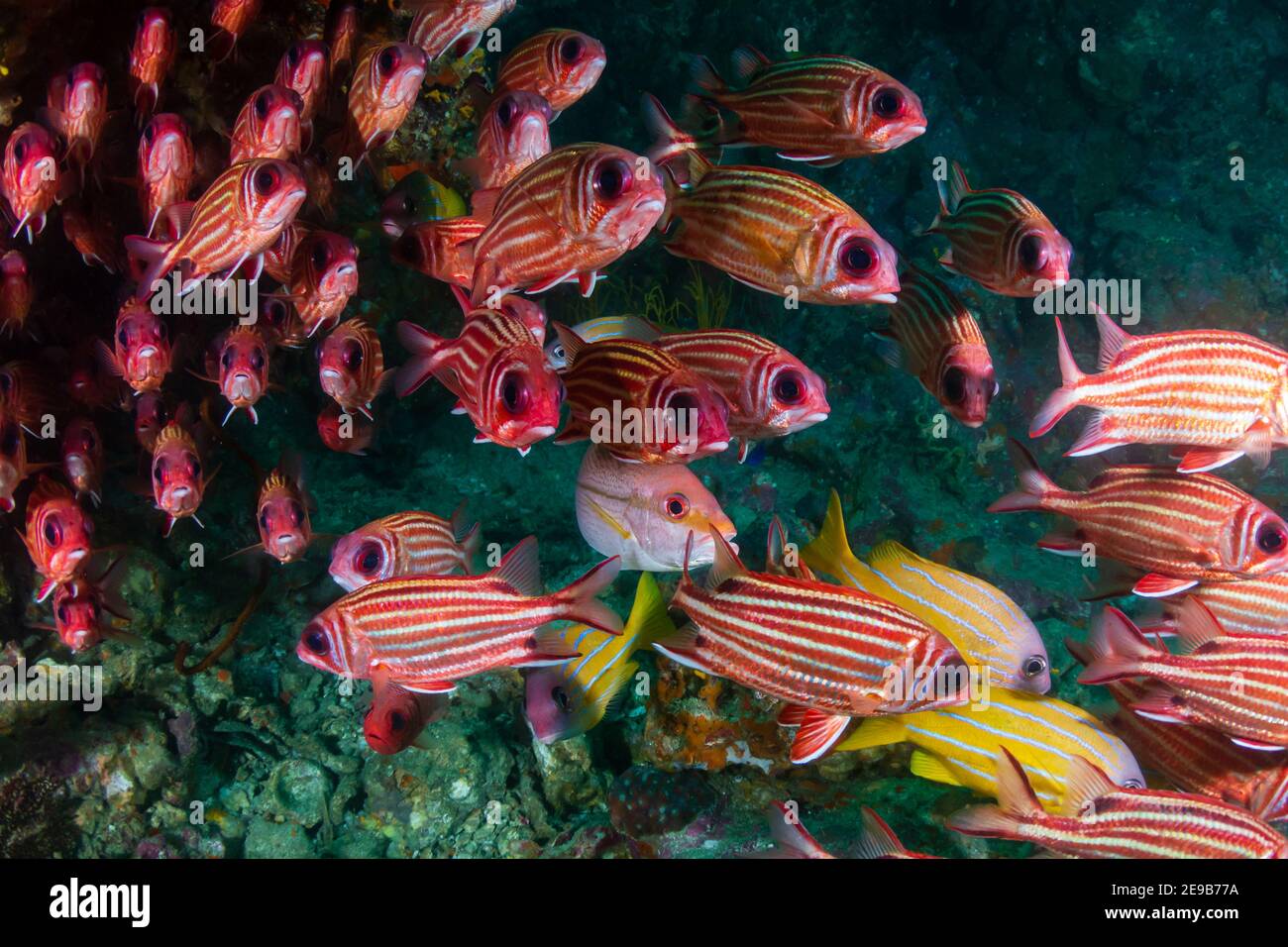 School of Squirrelfish (Sargocentron sp.) on a tropical coral reef. Stock Photo