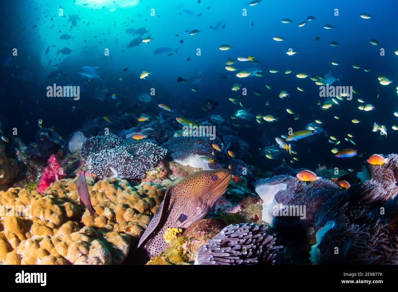 Giant Moray Eel hiding on a healthy, colorful coral reef. Stock Photo