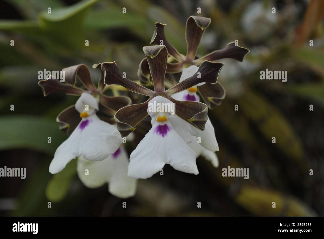 This is an Encyclia randii Orchid Stock Photo