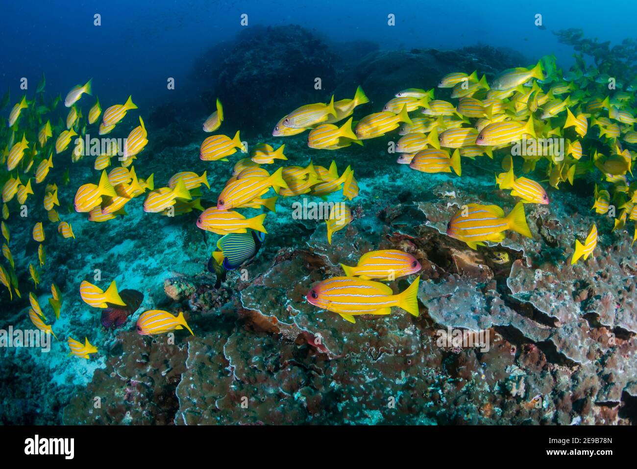School of colorful five-lined Snapper (Lutjanus quinquelineatus) on a coral reef in the Andaman Sea Stock Photo