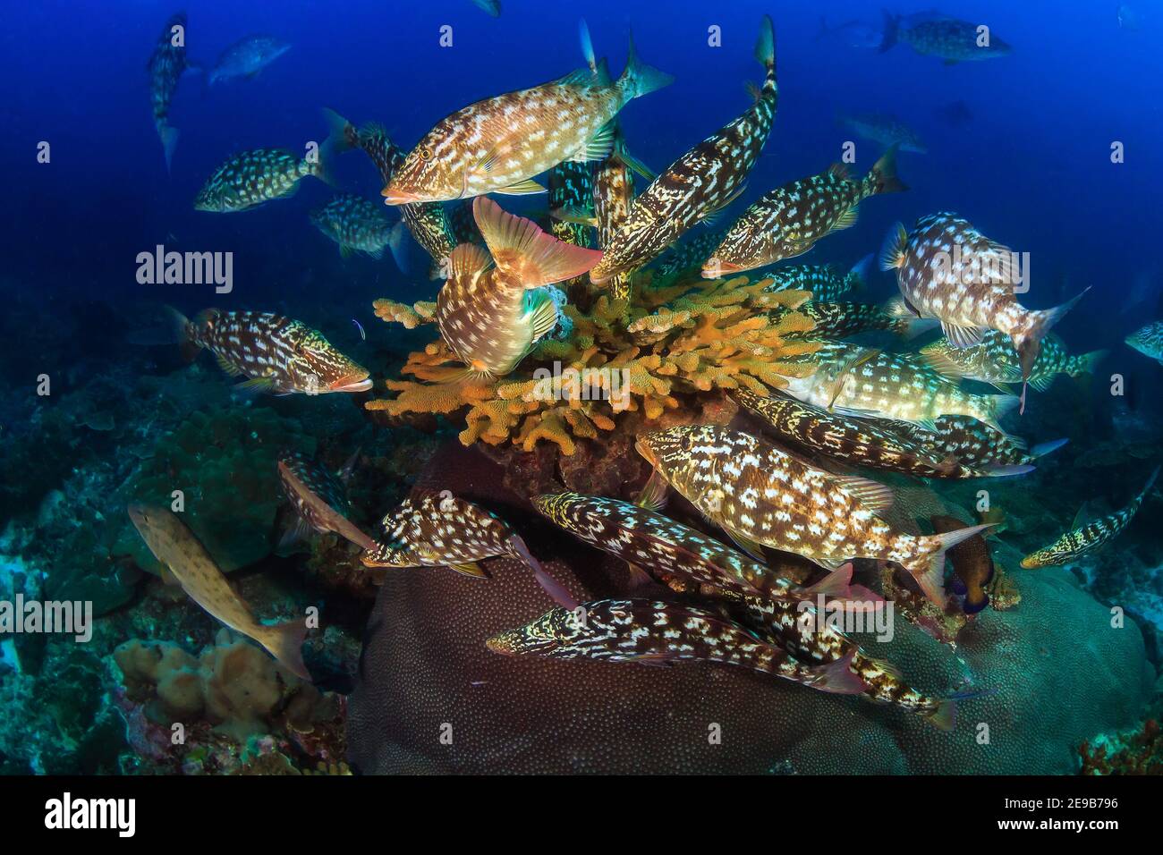 A school of long-nose Emperor fish in hunting textures swarm on a hard coral on a tropical reef. Stock Photo