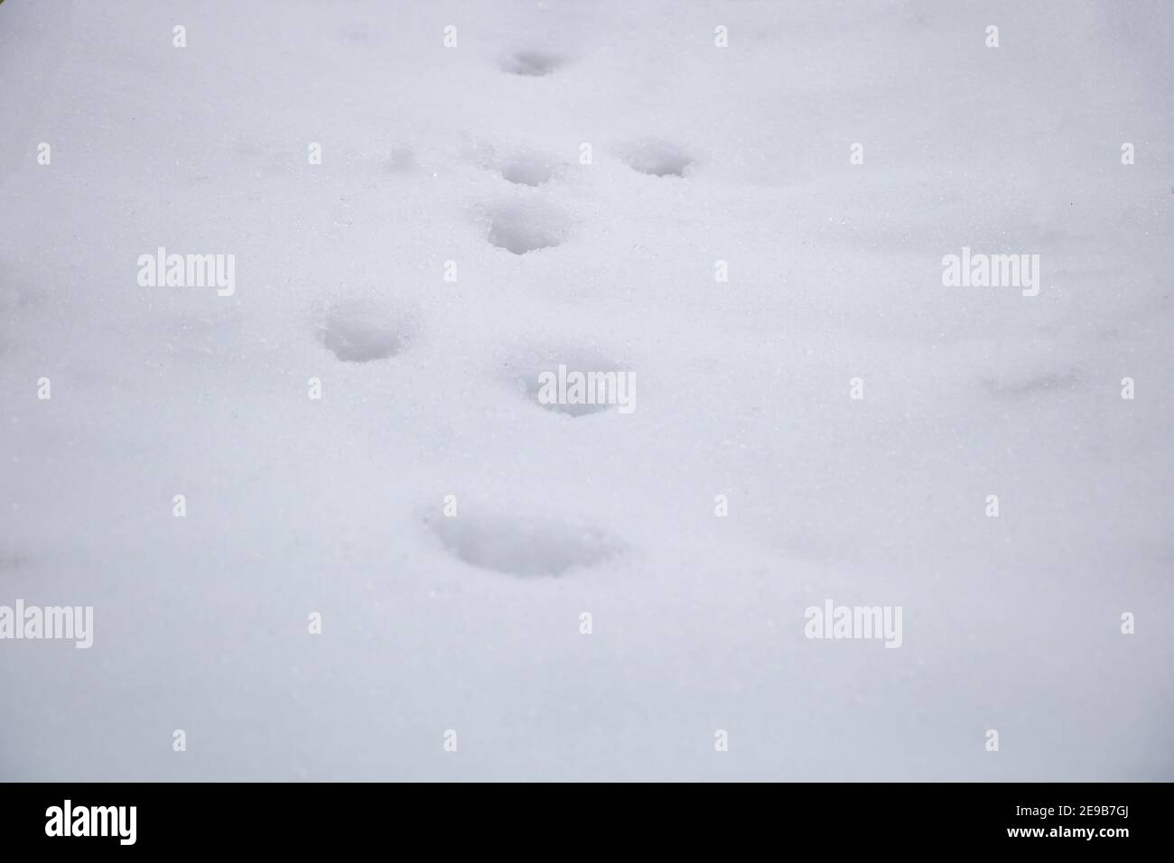 Dog foot prints in the snow winter concept Stock Photo Alamy