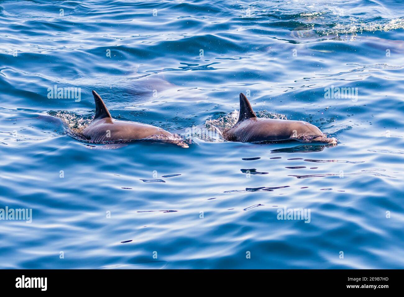 Friendly pod of Common Dolphins on the surface of a tropical ocean. Stock Photo