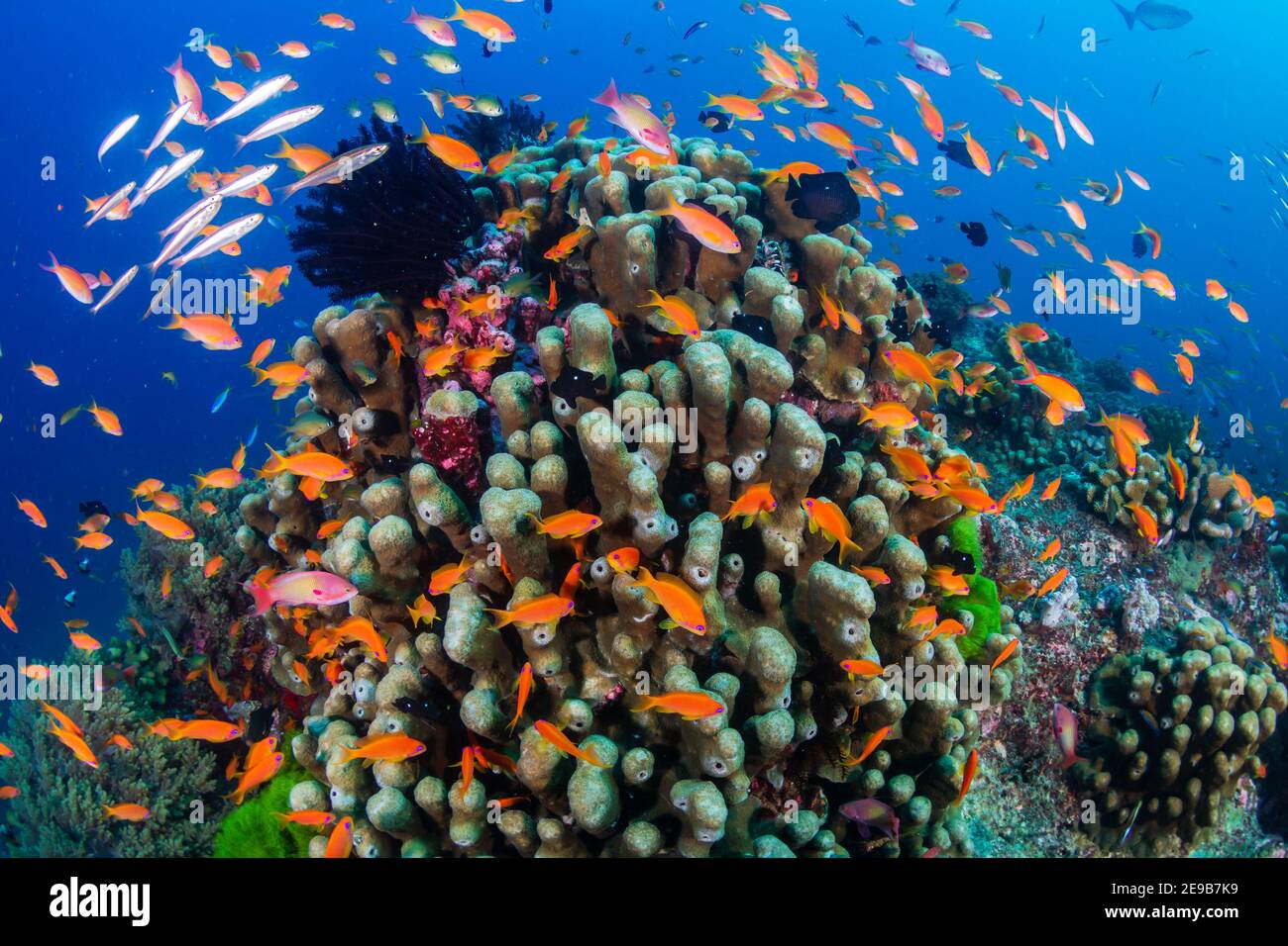 Schools of colorful tropical fish swimming around corals on a