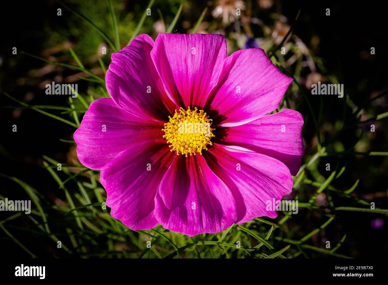 Pollen rich flower hires stock photography and images Alamy