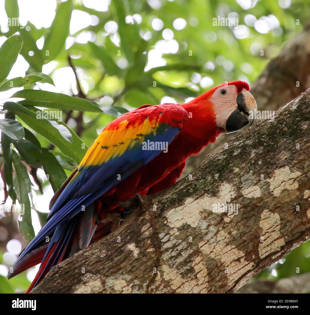 Scarlet macaws in Costa Rica Stock Photo Alamy