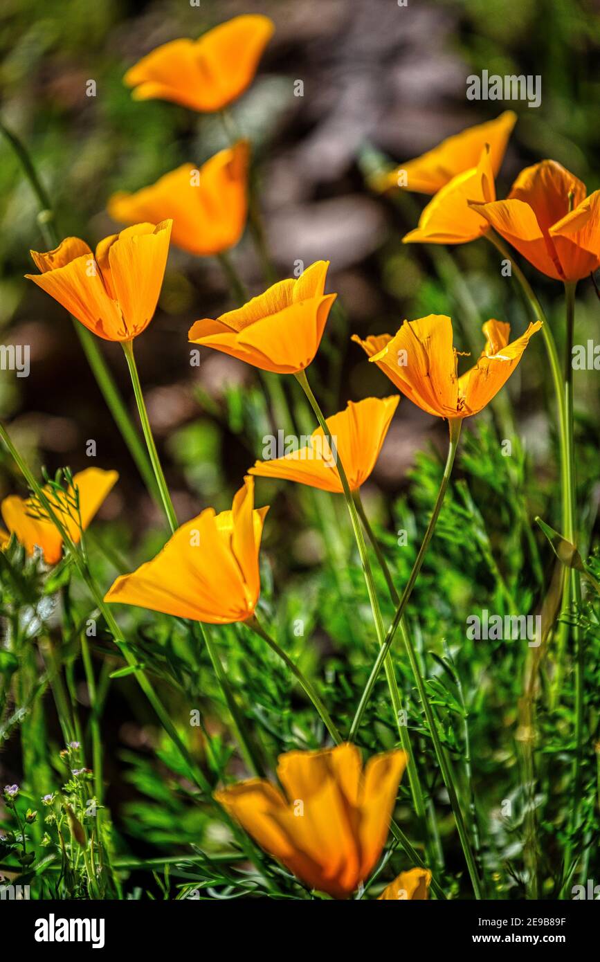 Mexican poppies in the Sonoran Desert in Arizona Stock Photo