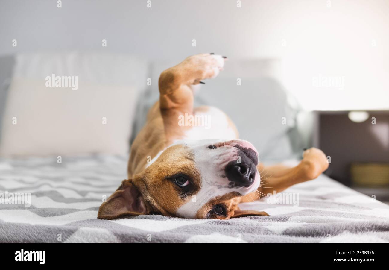 How Do You Calm A Strange Dog