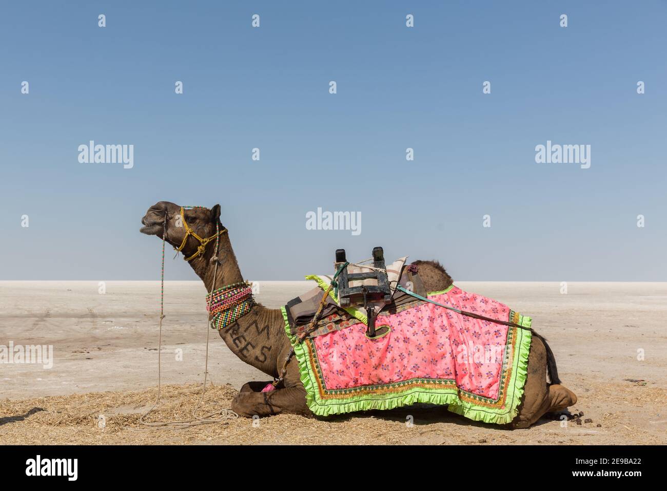 Camel in the Great Rann of Kutch Salt Marsh Stock Photo