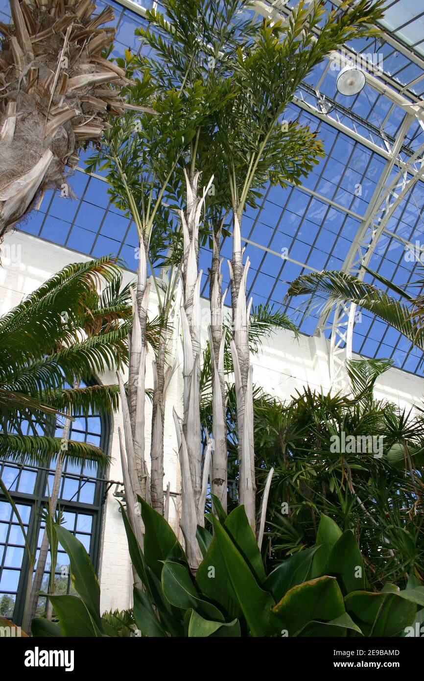 Conservatory for large tropical flora Stock Photo - Alamy