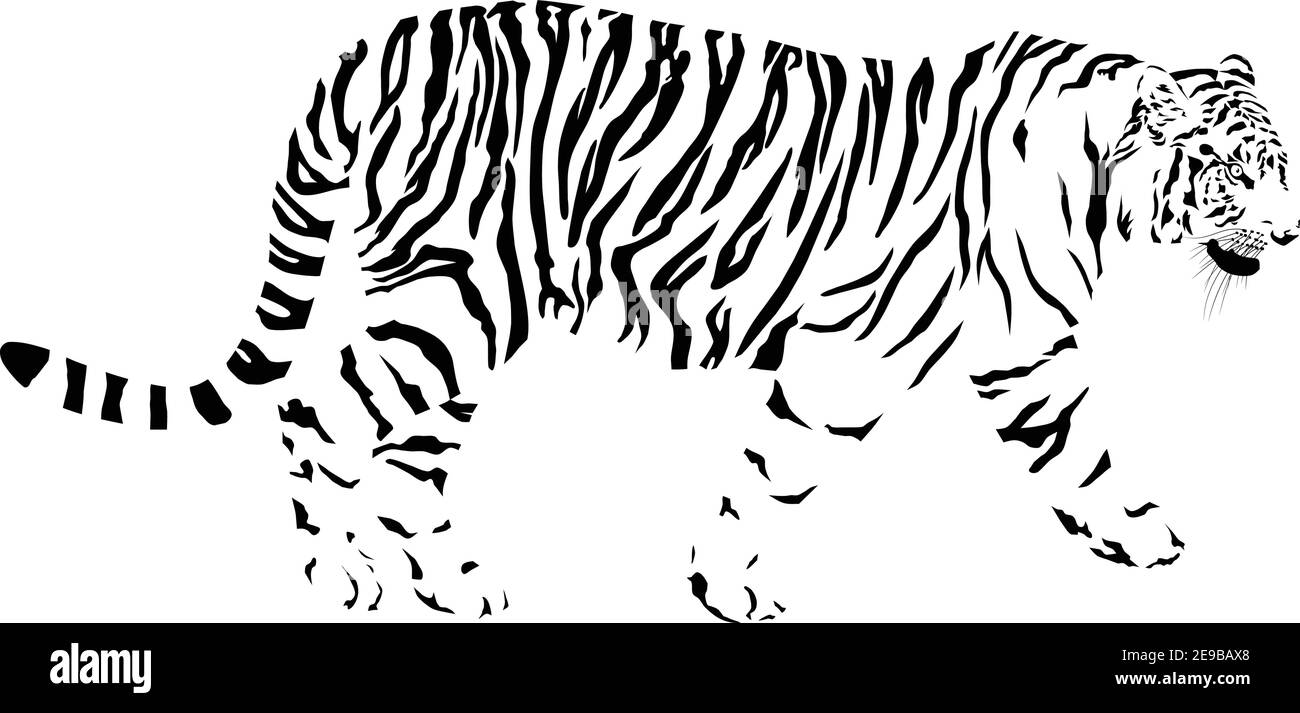 Tiger line art vector silhouette Stock Photo - Alamy