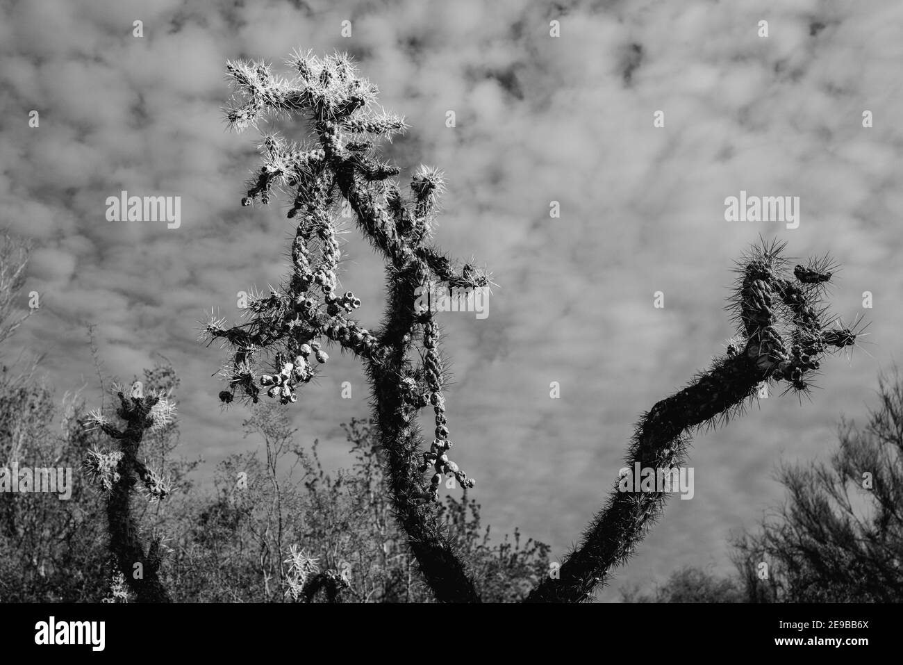 Cholla Cactus against patterned clouds, Sabino Canyon, Tucson. Black and white. Stock Photo