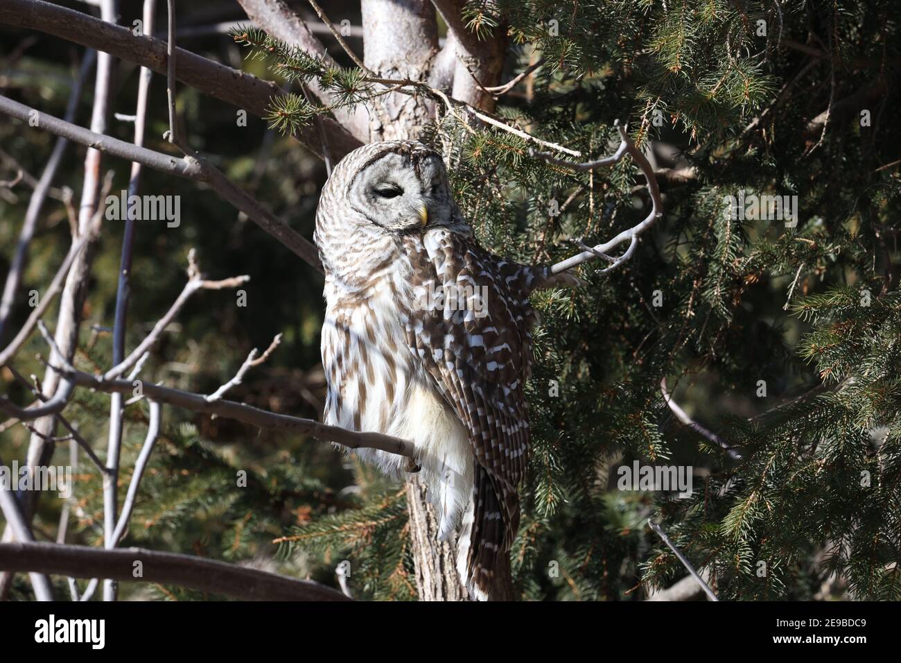 Barred Owl sitting in winter sun resting Stock Photo