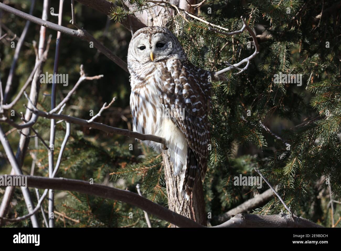 Barred Owl sitting in winter sun resting Stock Photo
