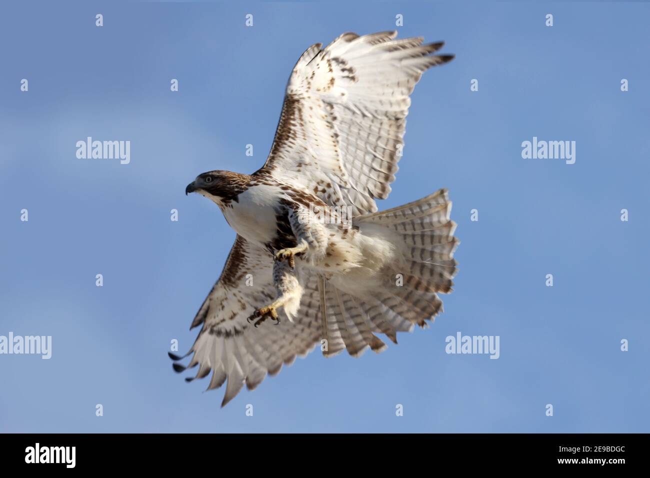 Red Tailed Hawks flying or landing in winter Stock Photo