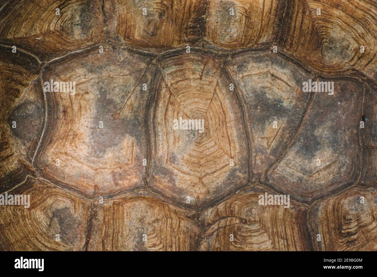 Tortoise shell pattern hi-res stock photography and images - Alamy