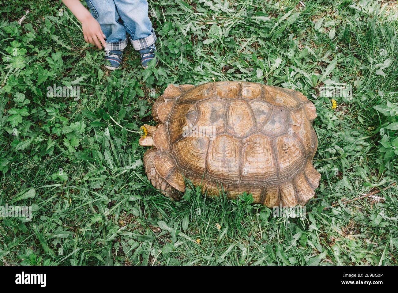 Giant turtle in the green grass. The child feeds the turtle with dandelions. Close-up. Stock Photo