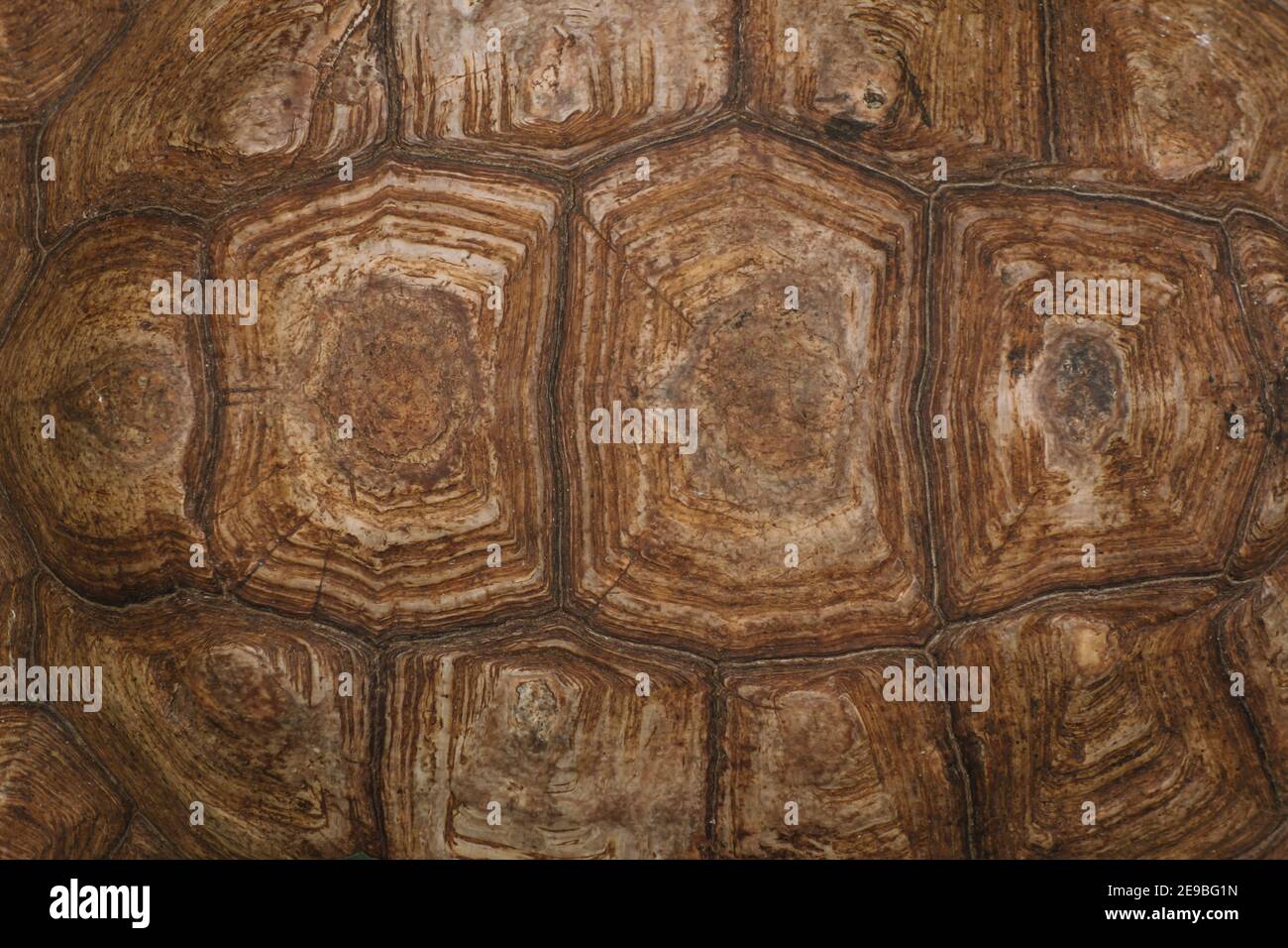 The shell of a giant turtle, close-up. Background texture and carapace ...