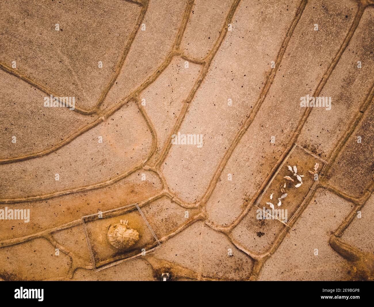 Paddy field after harvest in summer Stock Photo - Alamy