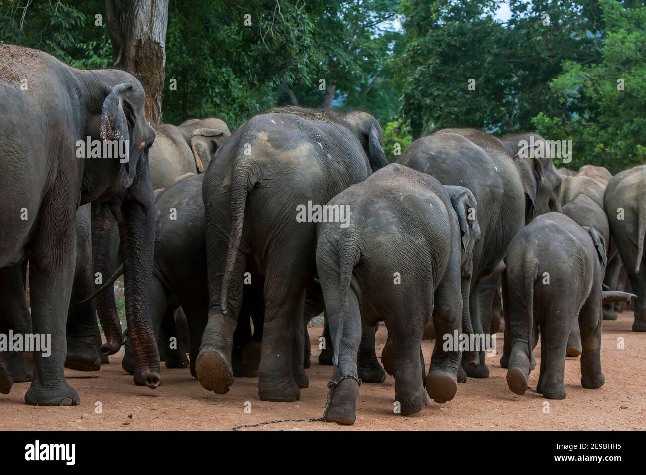 Elephants from the Pinnawala Elephant Orphanage begin their daily walk to bathe in the Maha Oya River in central Sri Lanka Stock Photo