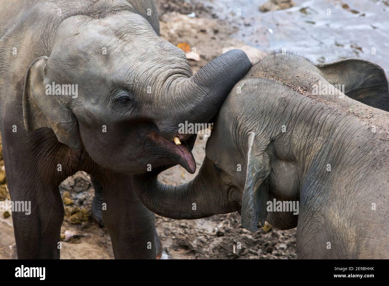 Young elephants from the Pinnawala Elephant Orphanage play on the bank of the Maha Oya River in central Sri Lanka. Stock Photo