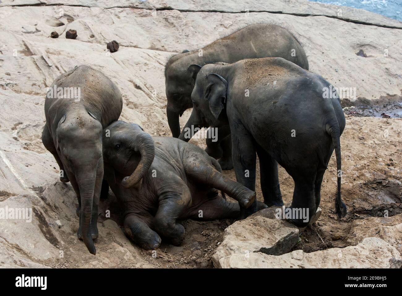 Young elephants from the Pinnawala Elephant Orphanage play on the bank of the Maha Oya River in central Sri Lanka. Stock Photo