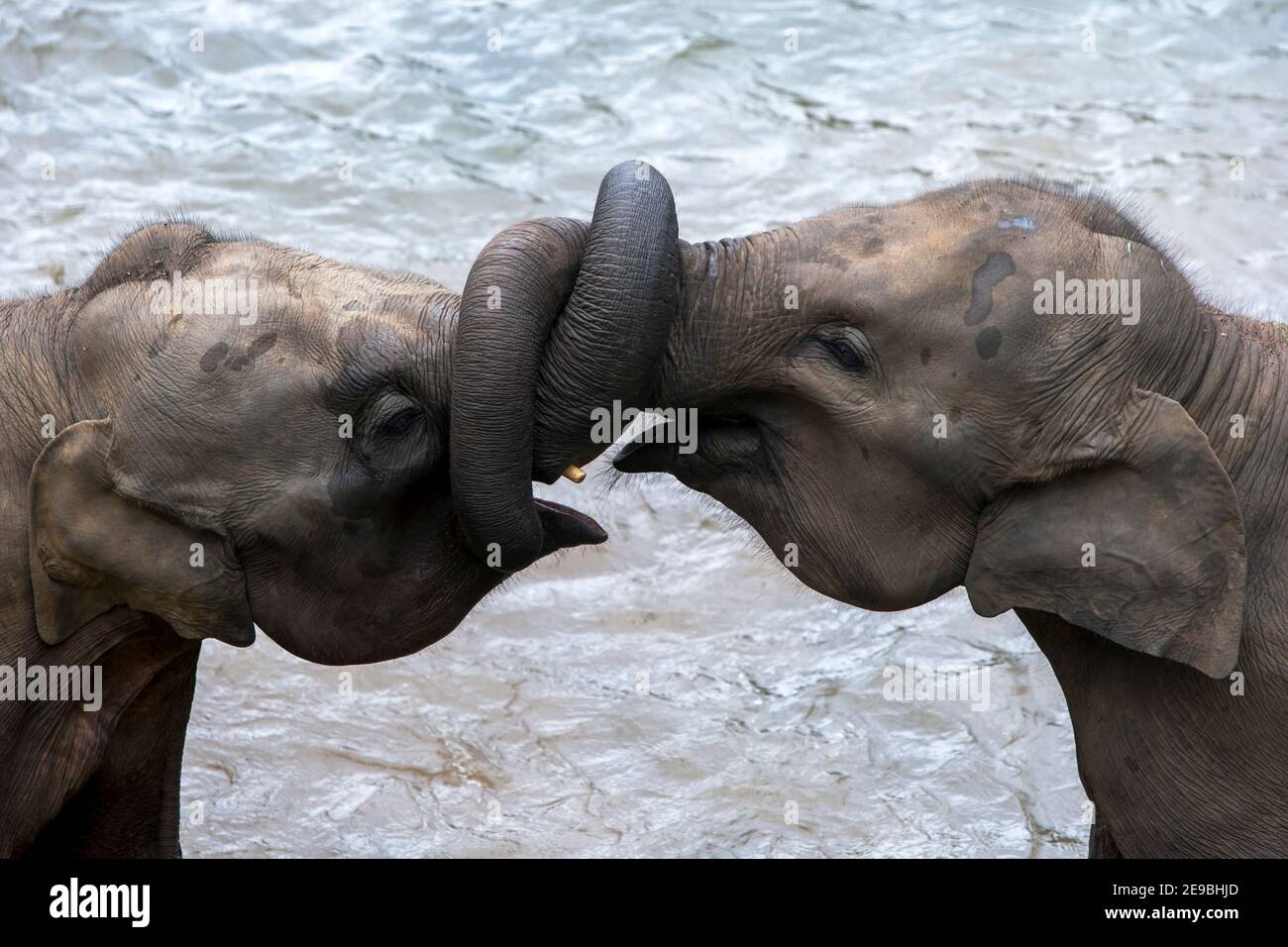 Young elephants from the Pinnawala Elephant Orphanage play in the Maha Oya River in central Sri Lanka. Stock Photo