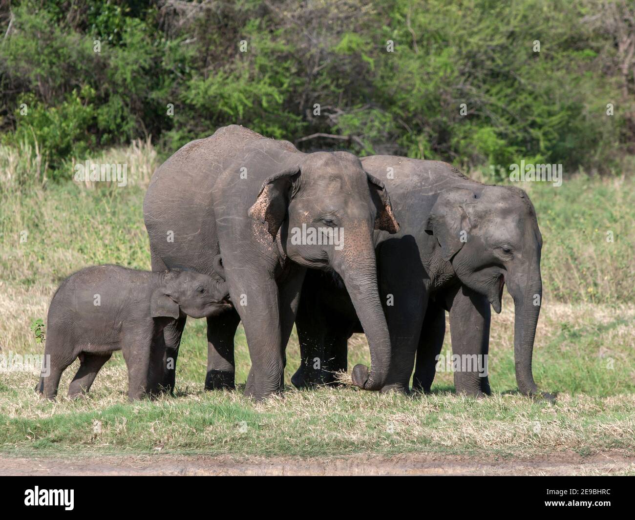 Wild elephants graze on grassland adjacent to the tank (man made reservoir) at Minneriya National Park near Habarana in central Sri Lanka. Stock Photo