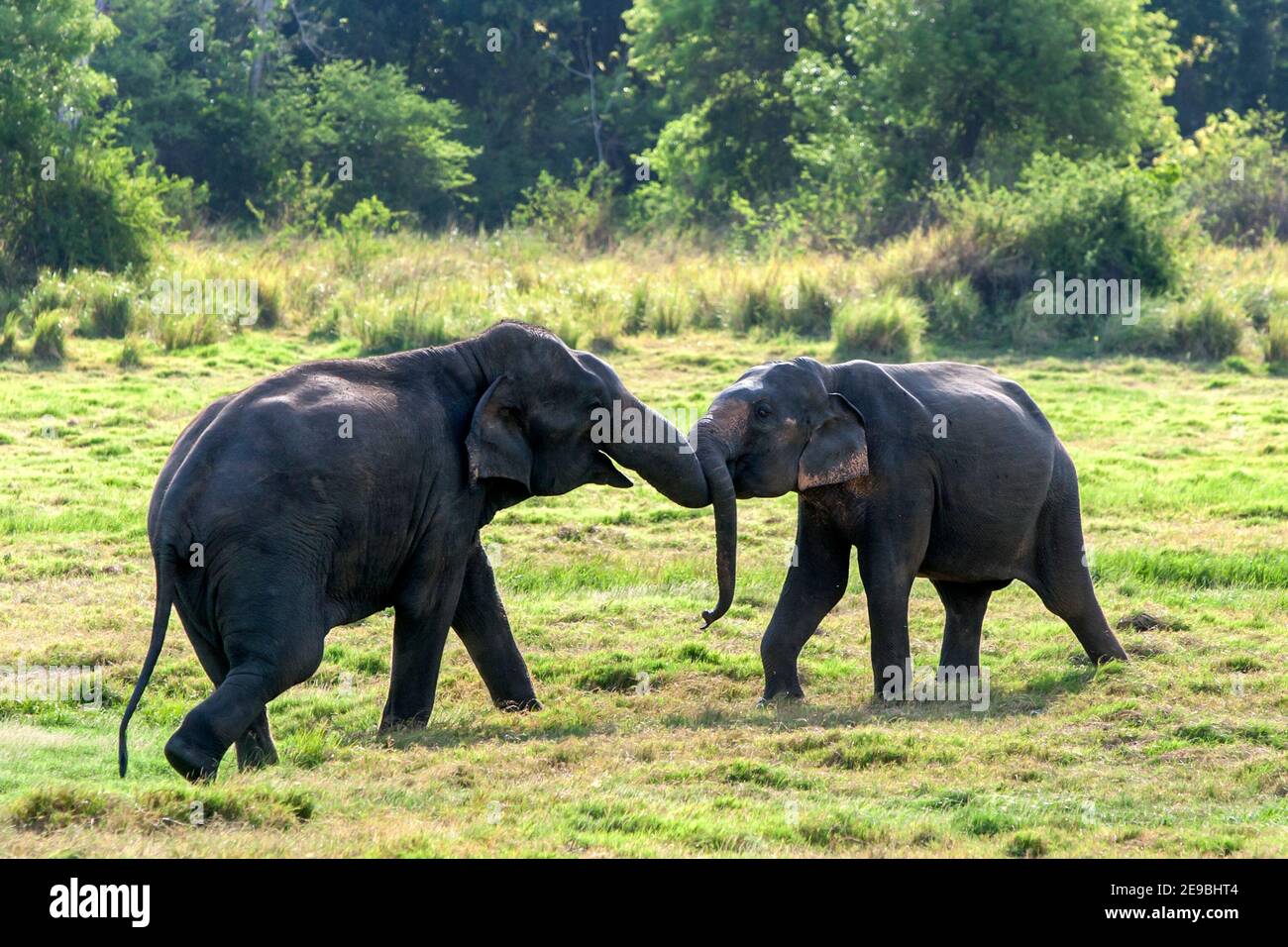 Two elephants play on grassland adjacent to the tank in the Minneriya National Park near Habarana in central Sri Lanka. Stock Photo