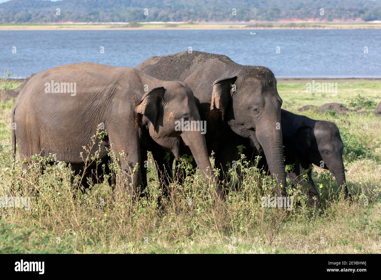 Wild elephants graze on grassland adjacent to the tank (man made reservoir) at Minneriya National Park near Habarana in central Sri Lanka. Stock Photo