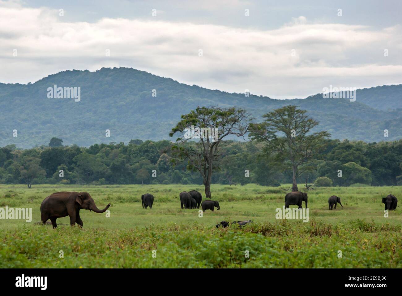 Elephants graze in Kaudulla National Park near Habarana in central Sri Lanka as a storm closes in. At peak times there are around 250 wild elephants. Stock Photo