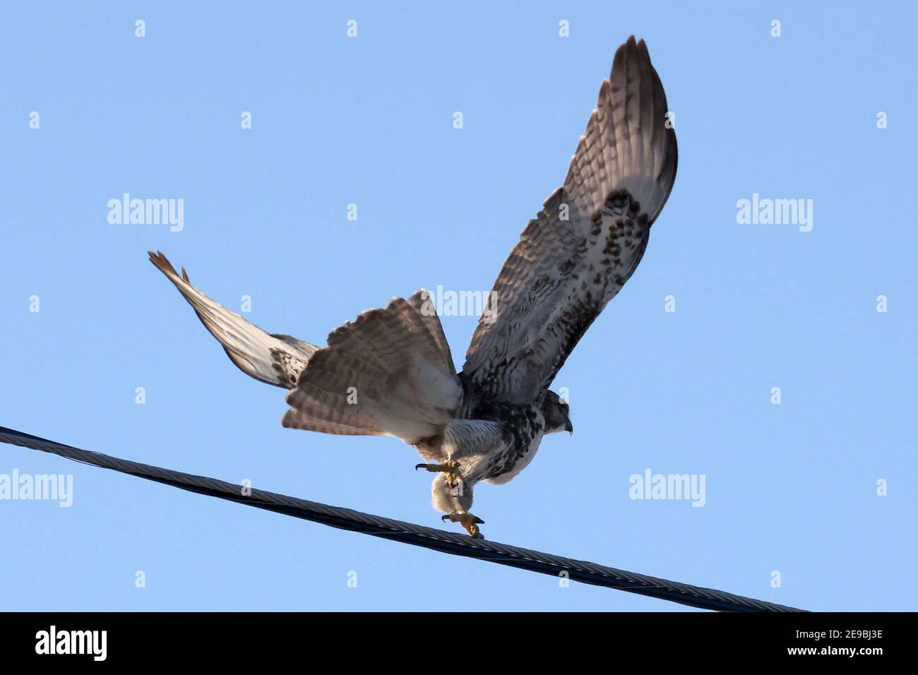 Red Tailed Hawks flying or landing in winter Stock Photo