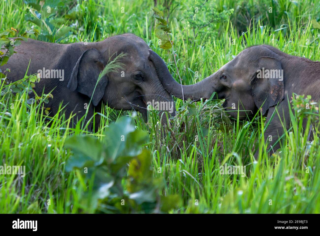 Wild elephants playing amongst lush vegetation beside the road near Habarana in central Sri Lanka. Stock Photo