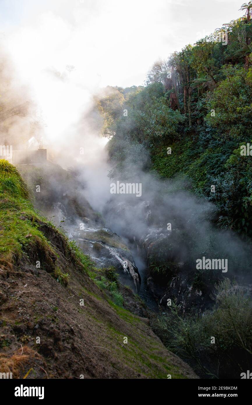 Waimangu Volcanic Valley, New Zealand. Steam rising from steep sided valley in a prehistoric rainforest landscape. Stock Photo