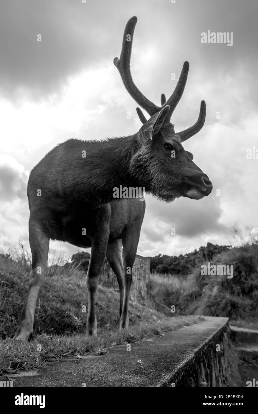 A Sri Lankan sambar deer stands near the entrance to the Horton Plains National Park near Ohiya in the central highlands of Sri Lanka. Stock Photo