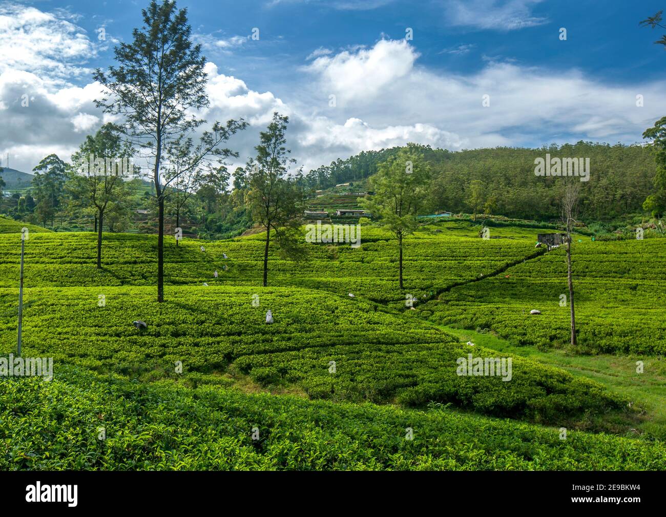 A lush tea plantation in the Nuwara Eliya region of Sri Lanka in the early morning. The central highlands of Sri Lanka are ideal for tea production. Stock Photo