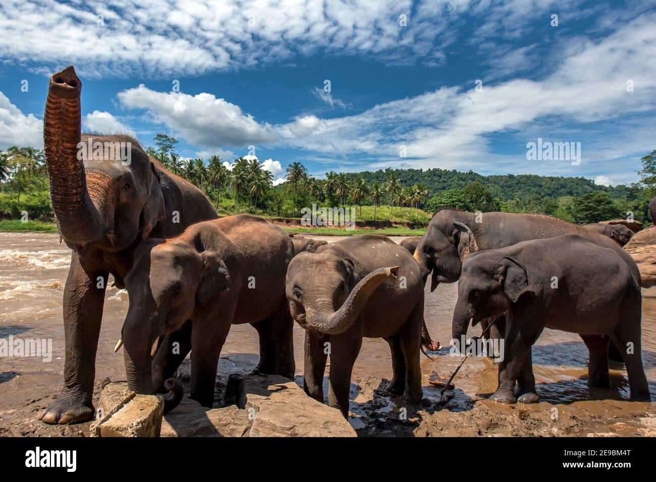 Elephants from the Pinnawala Elephant Orphanage stand on the bank of the Maha Oya River in Sri Lanka. Stock Photo