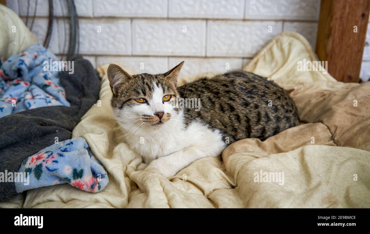 A cute spotted Chinese rural cat, a Chinese cat Stock Photo - Alamy