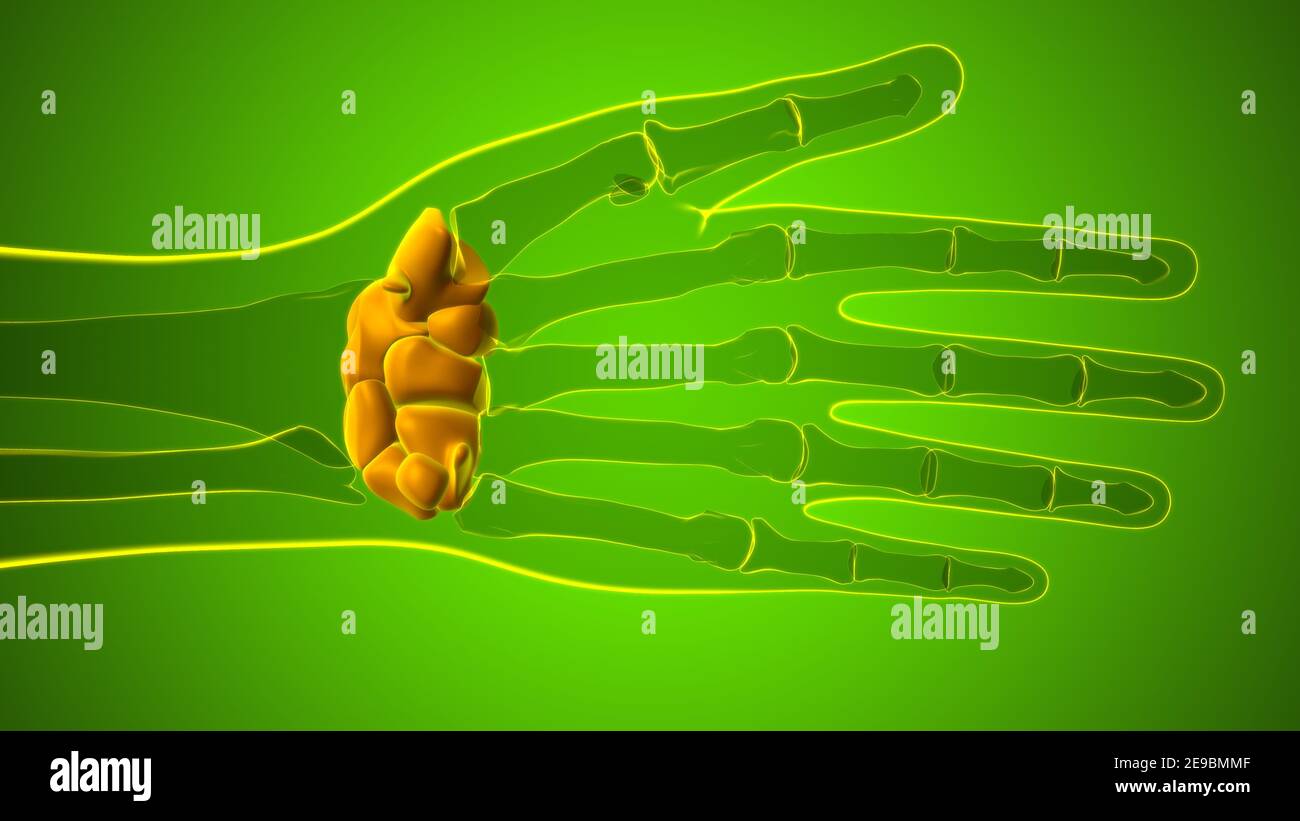 Human Skeleton Hand Wrist Carpals Bone Anatomy For Medical Concept 3D ...