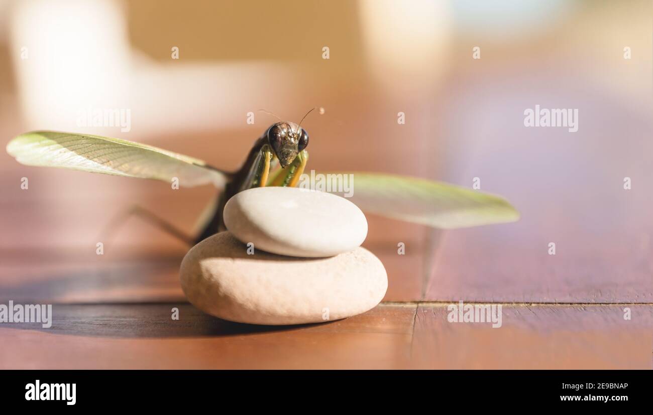 Praying Mantis Wings High Resolution Stock Photography And Images Alamy