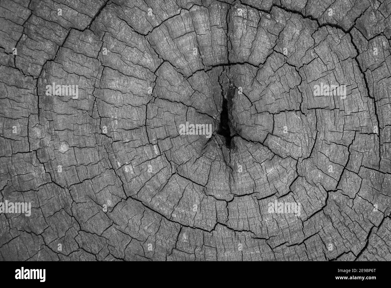 Detail pine tree trunk Black and White Stock Photos & Images - Alamy