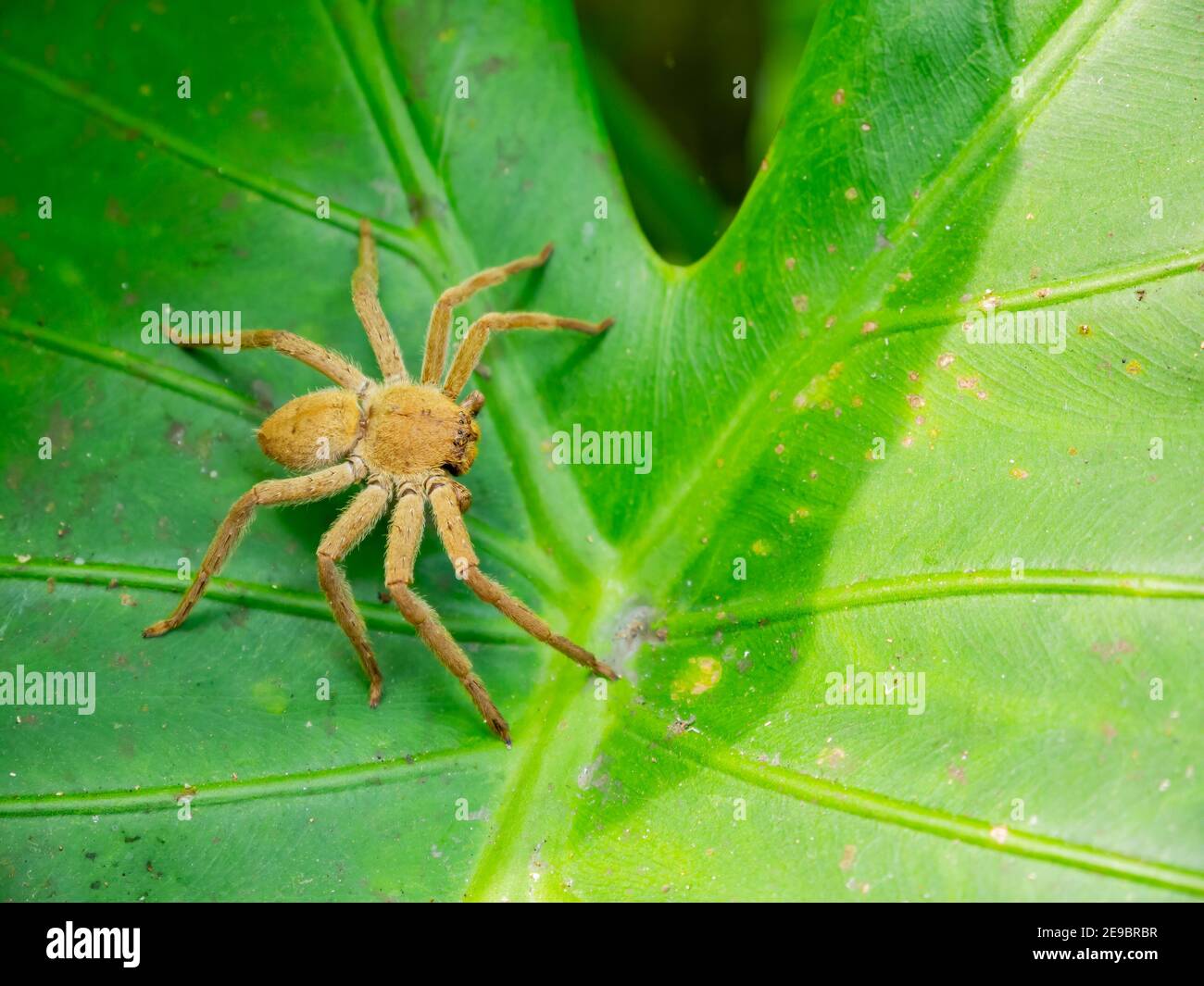 Page 2 Green Huntsman Spider High Resolution Stock Photography And Images Alamy