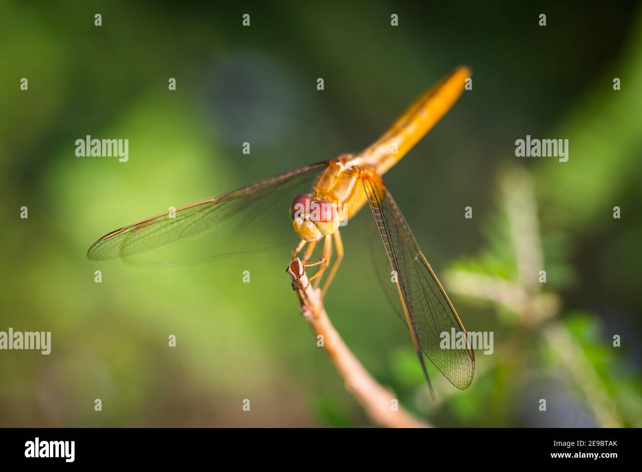 Dragonfly Perched on a Branch top of tree Stock Photo - Alamy