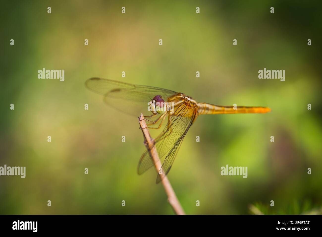 Dragonfly Perched on a Branch top of tree Stock Photo - Alamy