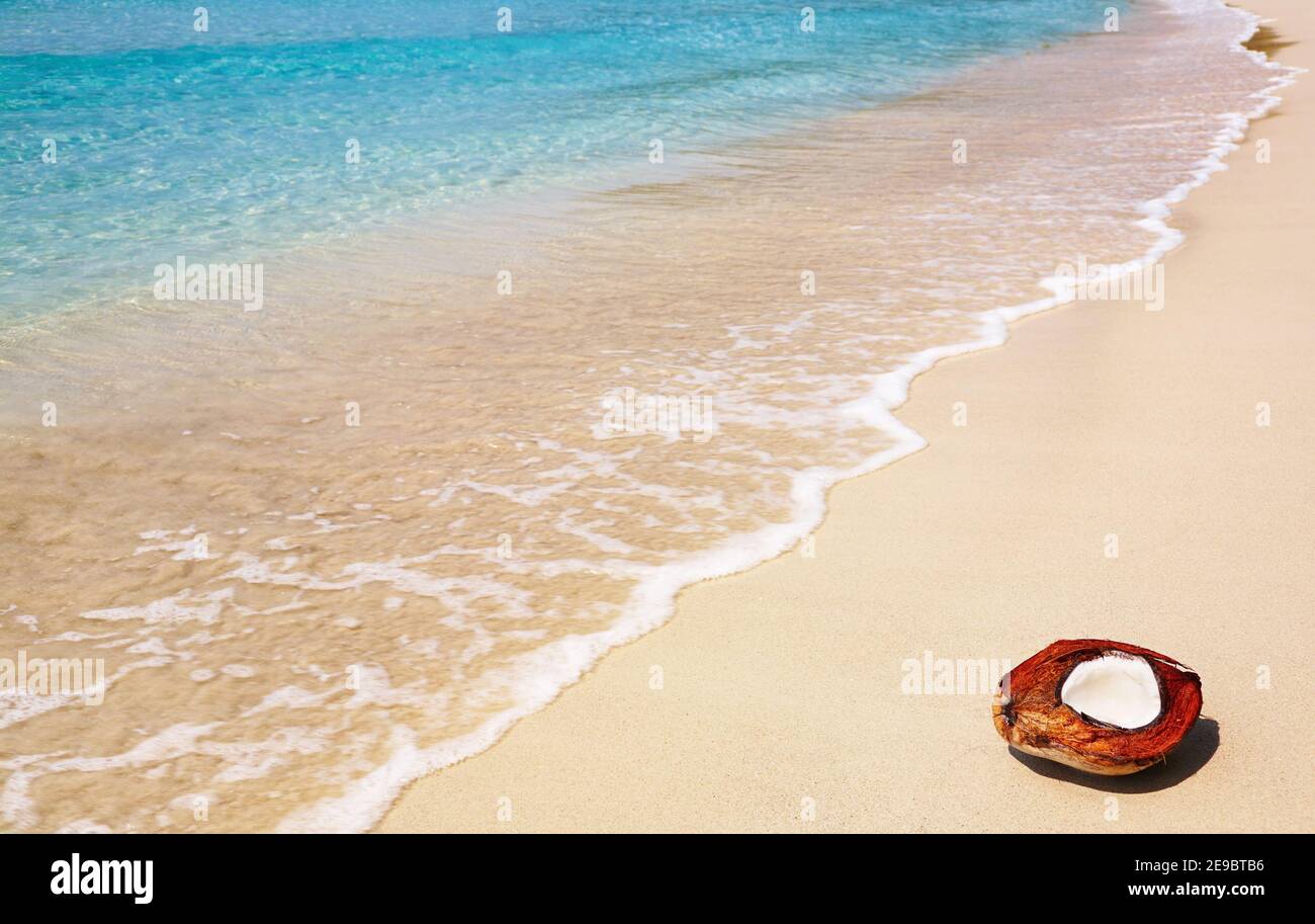 Coconut on the beach, Thailand Stock Photo