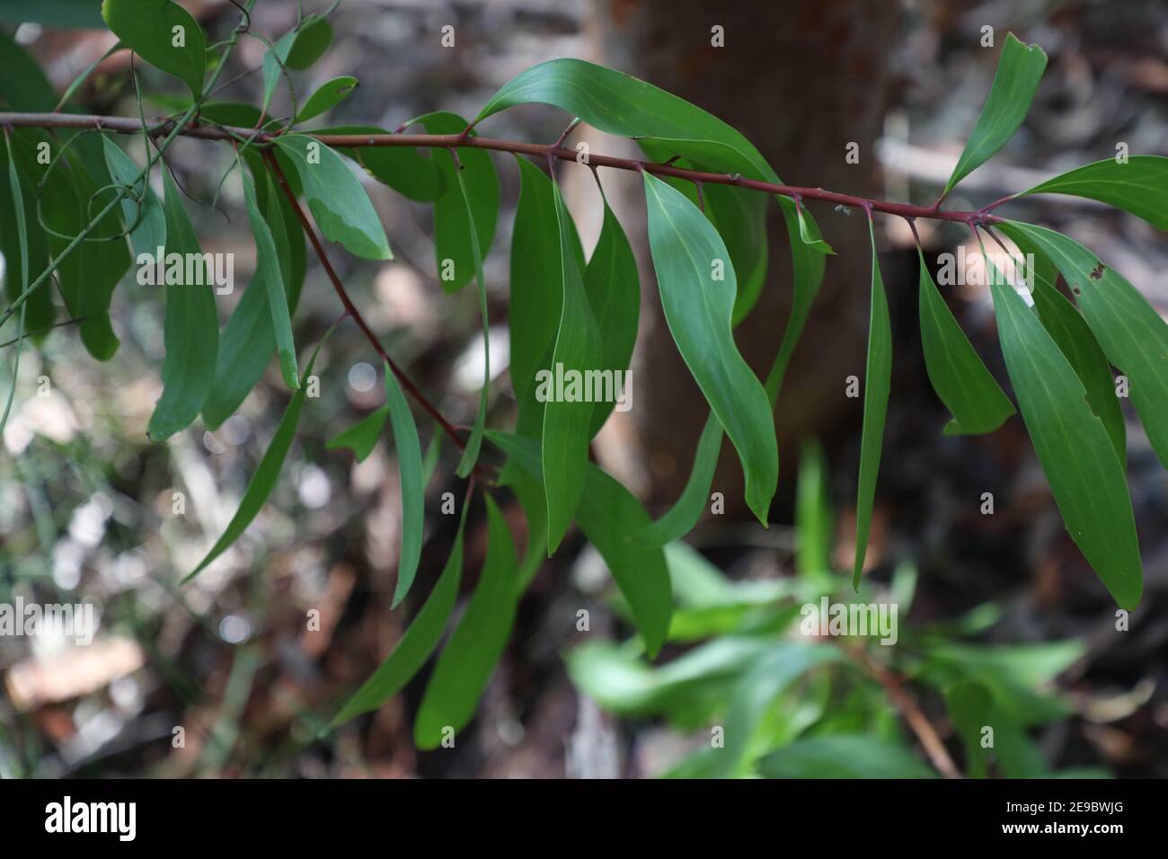 Persoonia levis, commonly known as the broad-leaved geebung, is a shrub native to New South Wales and Victoria in eastern Australia. Pictured in Field Stock Photo